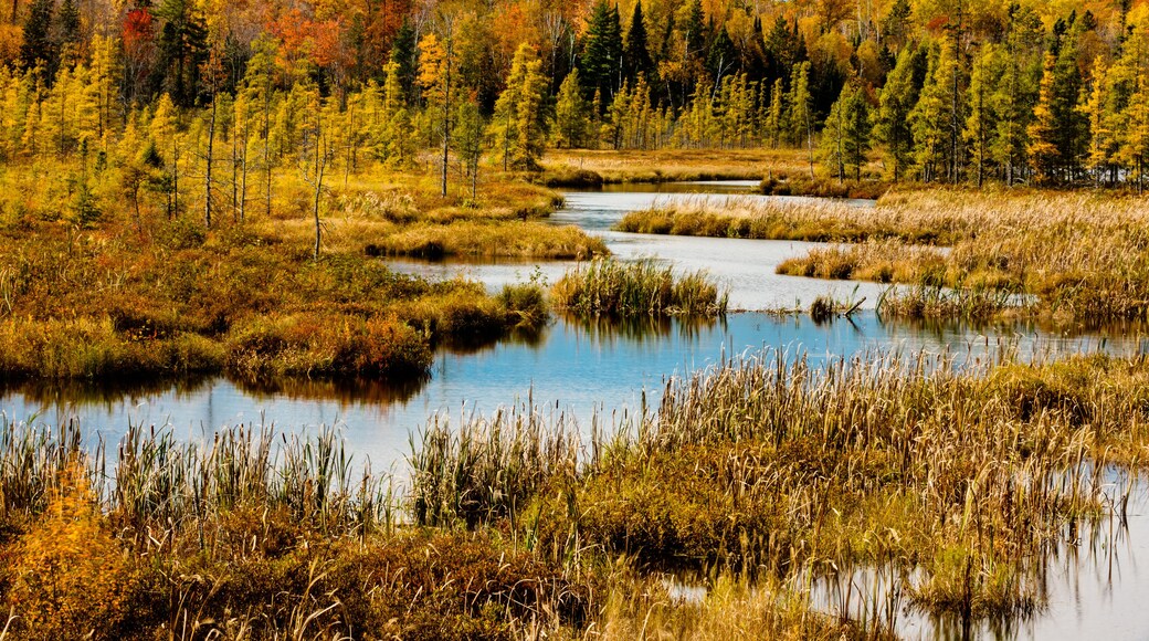 The water courses through the changing colors of the bog in early October near Land O' Lakes, Wisconsin in Vilas County