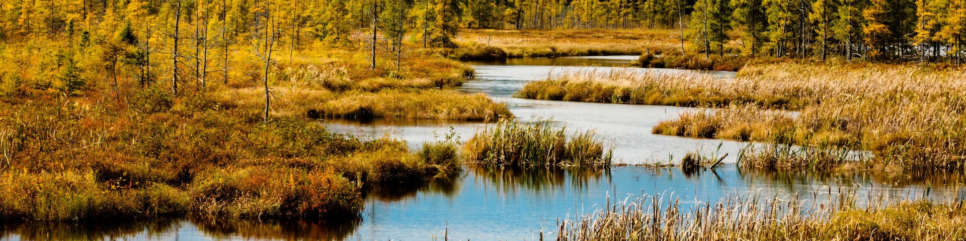 The water courses through the changing colors of the bog in early October near Land O' Lakes, Wisconsin in Vilas County