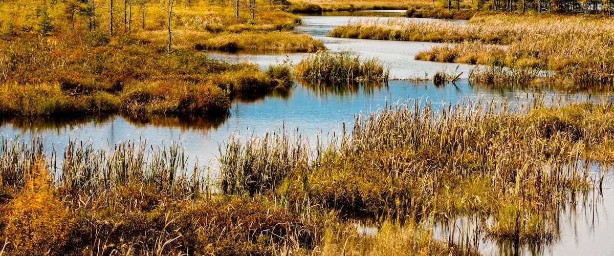 A river meandering through a forest with autumn-colored trees.