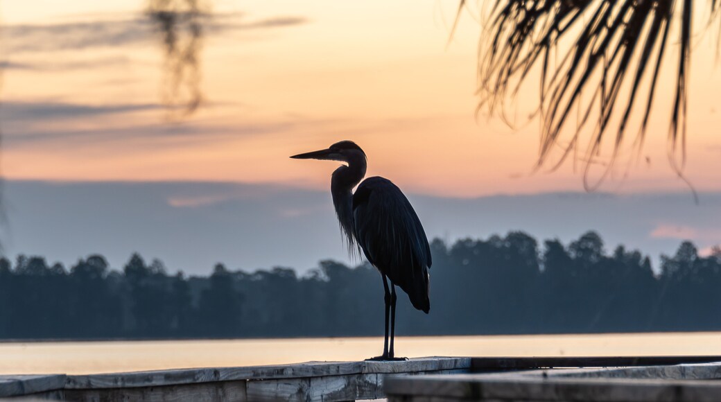 Silhouette of a great blue heron watching the sunrise view