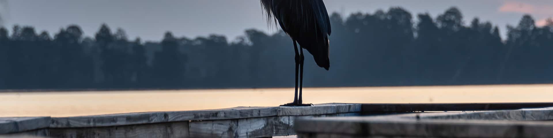 Silhouette of a great blue heron watching the sunrise view