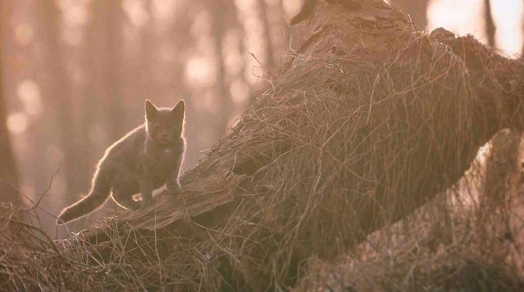 There is a whole colony of feral cats at Core Creek Park #cats #cat #animals #wildlife #park #nature #buckscounty #goldenhour