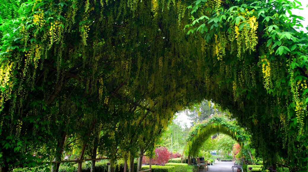 The Laburnum arch at Bayview Farm and Garden, at Langley, WA; Shutterstock ID 796079248; purchase_order: SP-1269 HA 2018 Batch 1; Order: ; client: ; other: