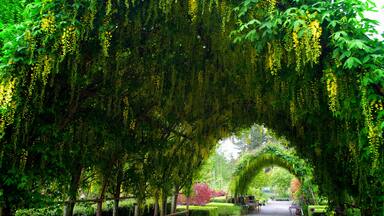 The Laburnum arch at Bayview Farm and Garden, at Langley, WA; Shutterstock ID 796079248; purchase_order: SP-1269 HA 2018 Batch 1; Order: ; client: ; other:
