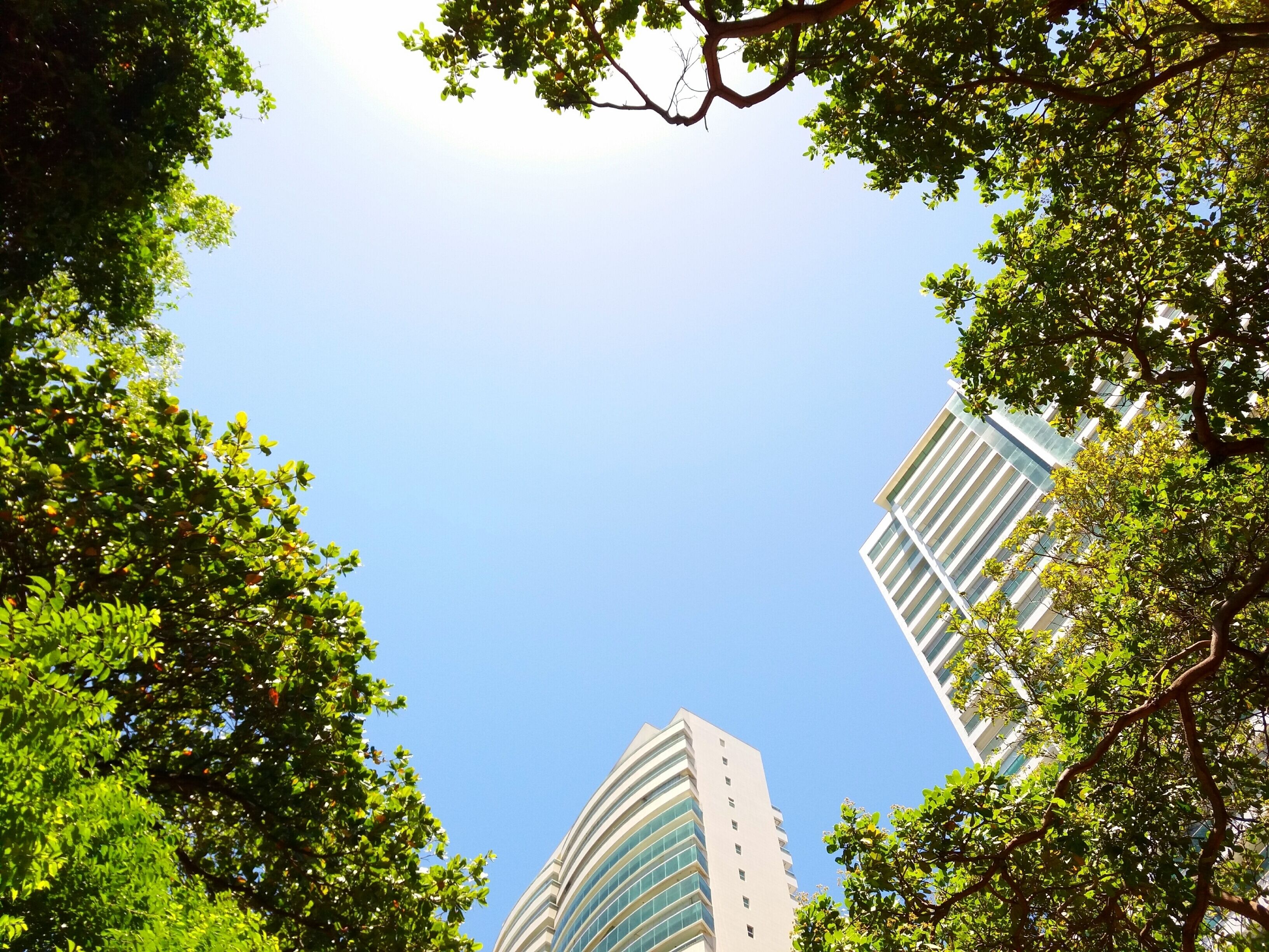 A view of two modern high-rise buildings framed by lush green trees and a clear blue sky.