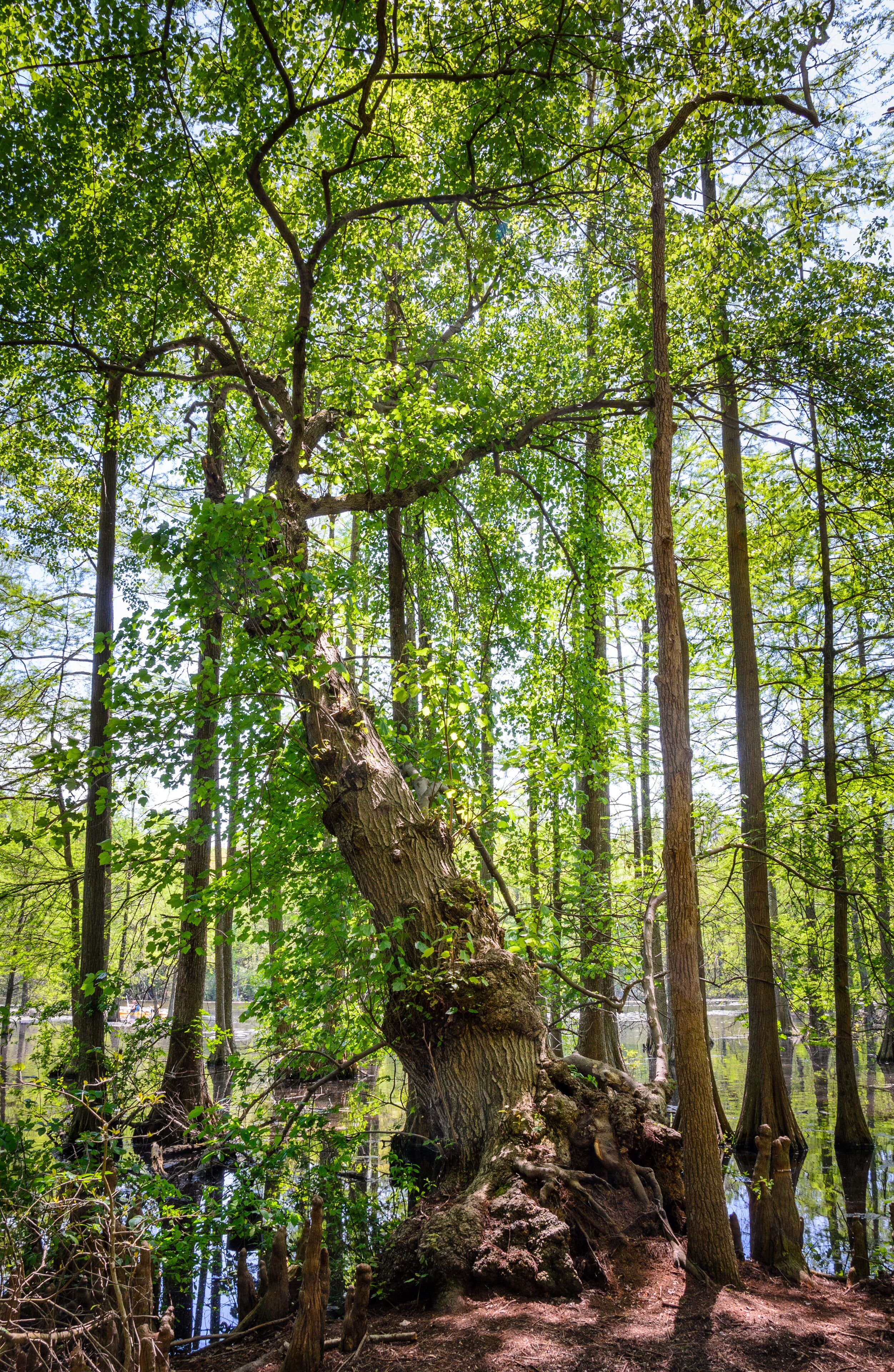 Trap Pond State Park