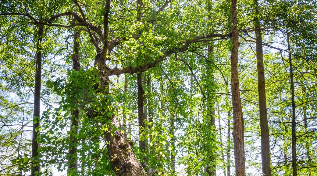Trap Pond State Park