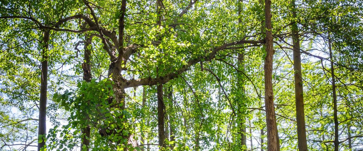 Trap Pond State Park