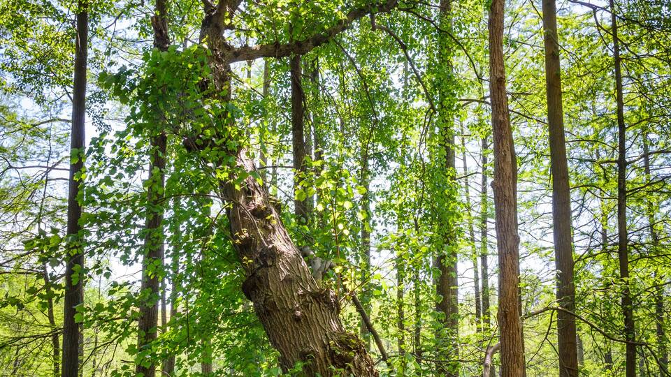 A forest with tall trees and a fallen tree trunk in the foreground.