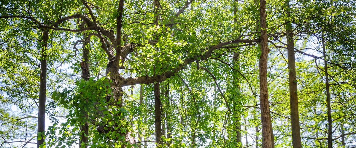 Trap Pond State Park