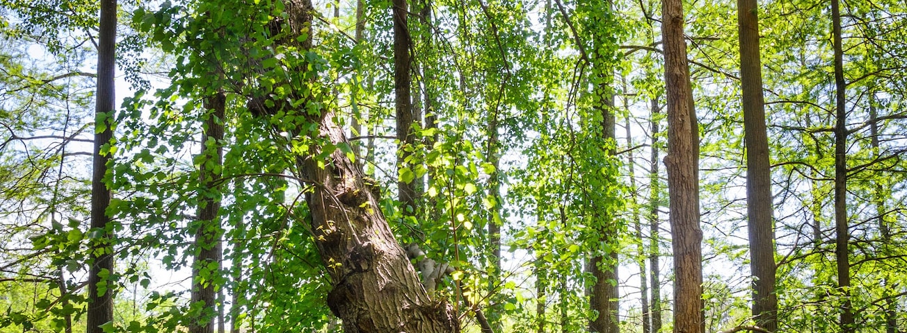 A forest with tall trees and a fallen tree trunk in the foreground.