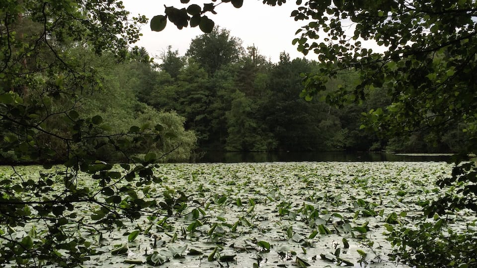 instagram: alicia_lehmann