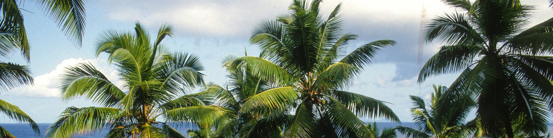 Cocotier, cocos nucifera, Ile Fregate, Iles Seychelles