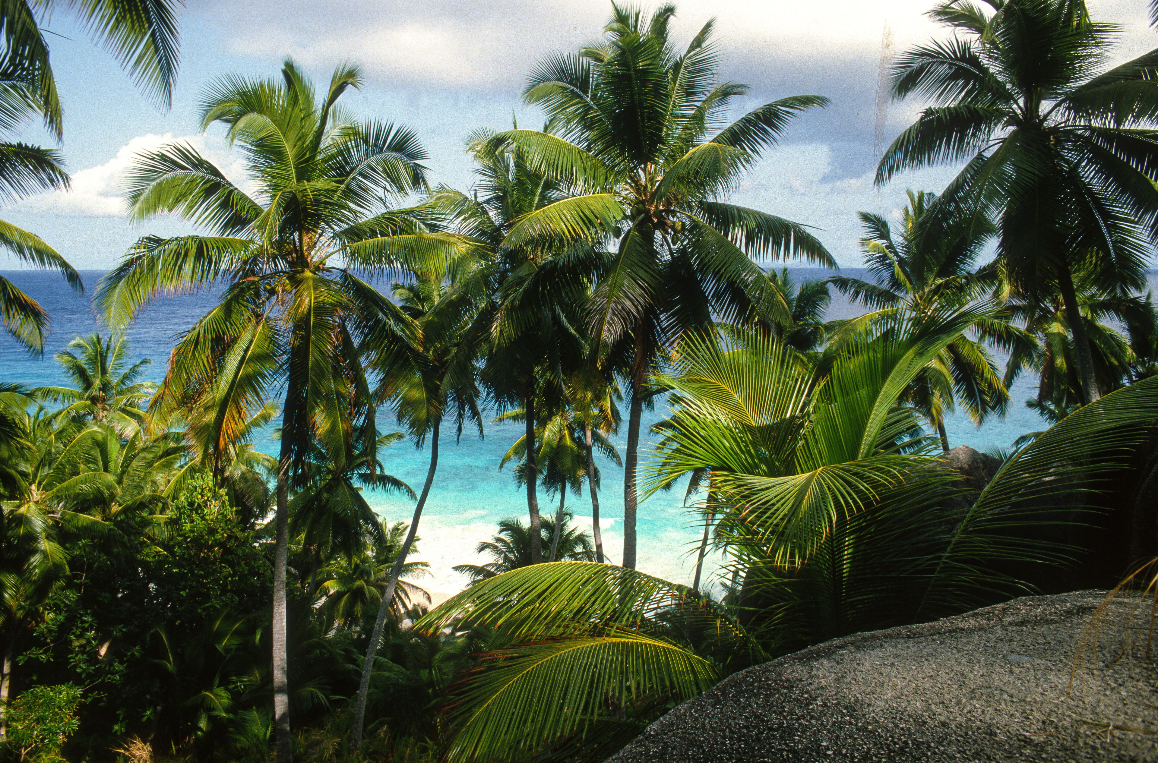 A tropical beach with palm trees and the ocean.
