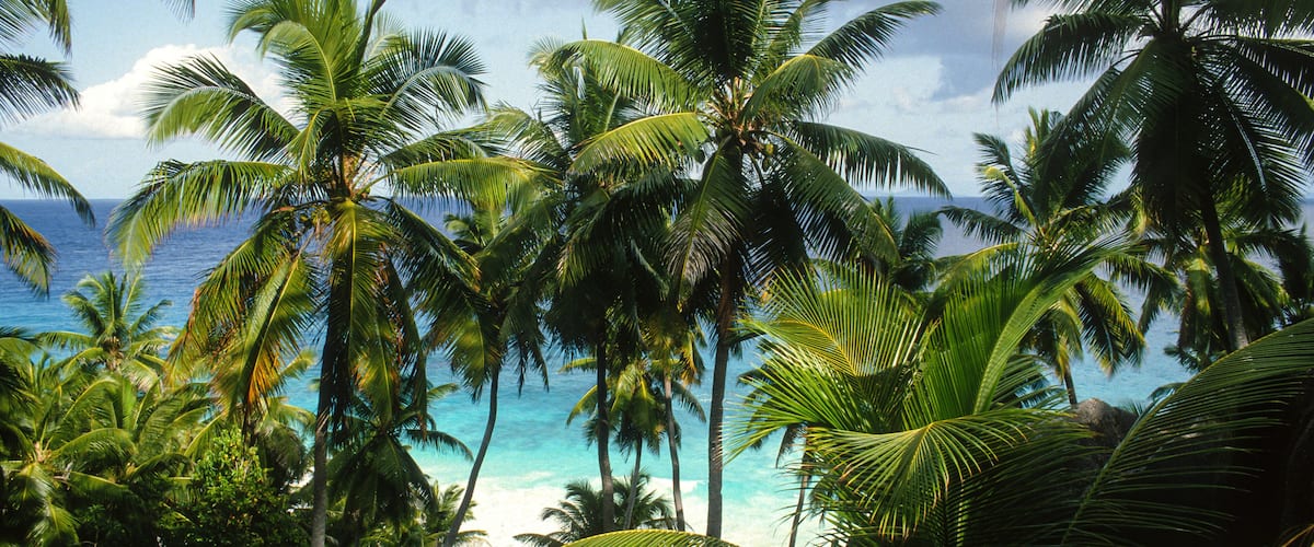 A tropical beach with palm trees and the ocean.