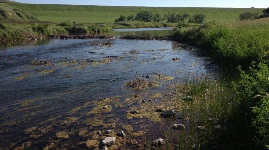 Lush green river birds fish jumping summer.
