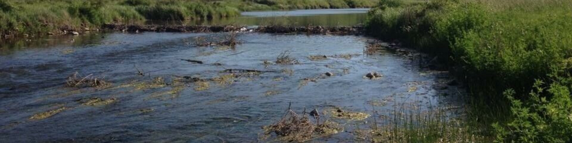 Lush green river birds fish jumping summer.
