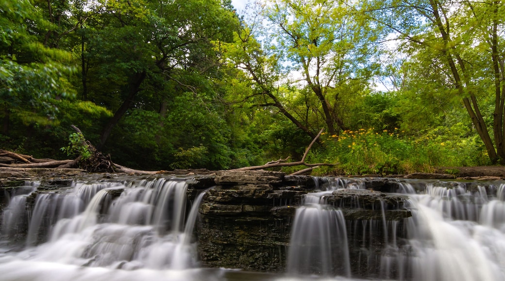 ฟอเรสต์เกลน