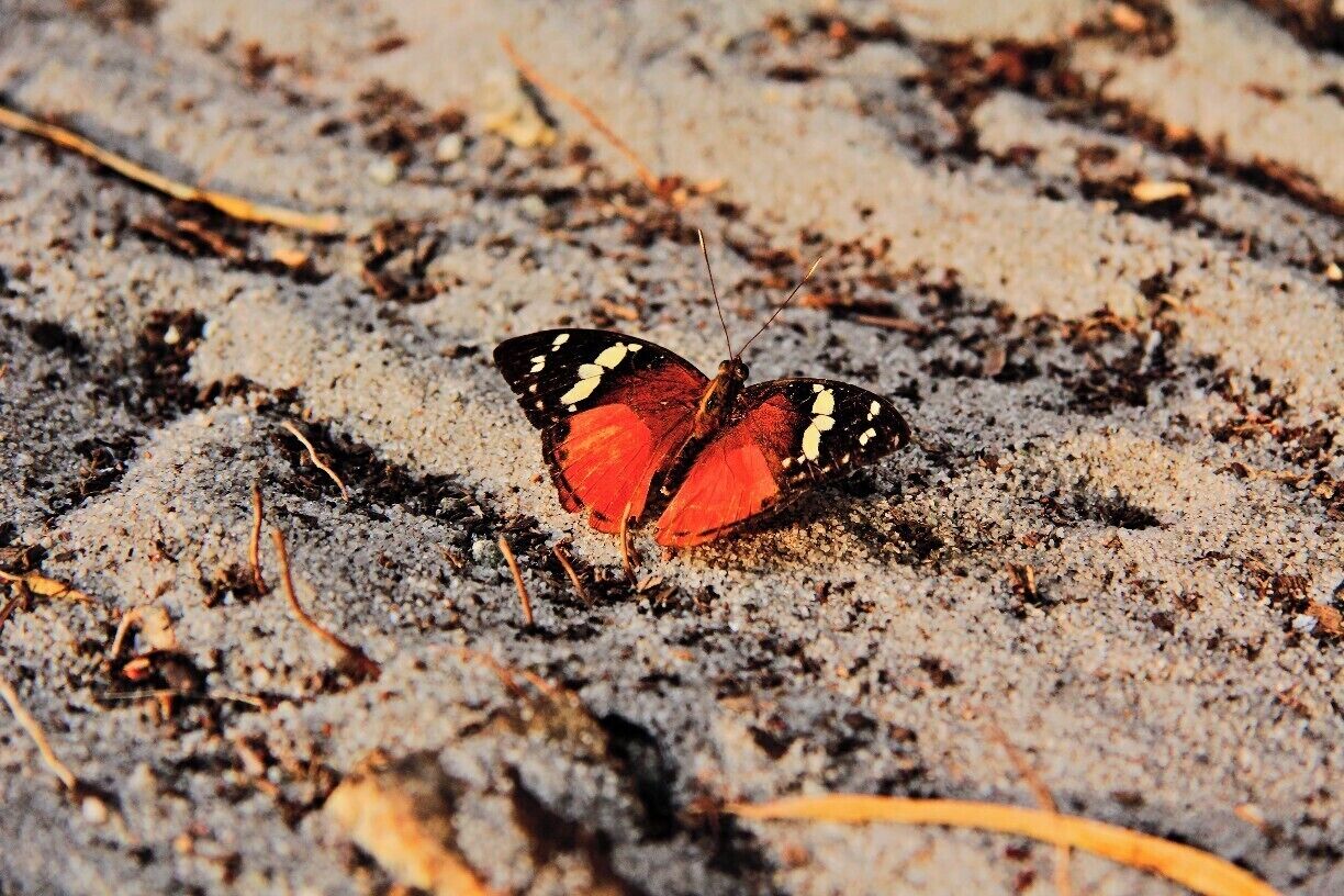 Scarlet Peacock Butterfly basking in the sun at the campsite