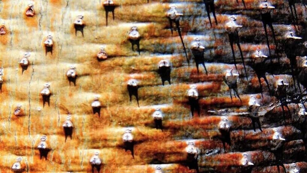 Bark of a Baobab Tree
#nationalpark