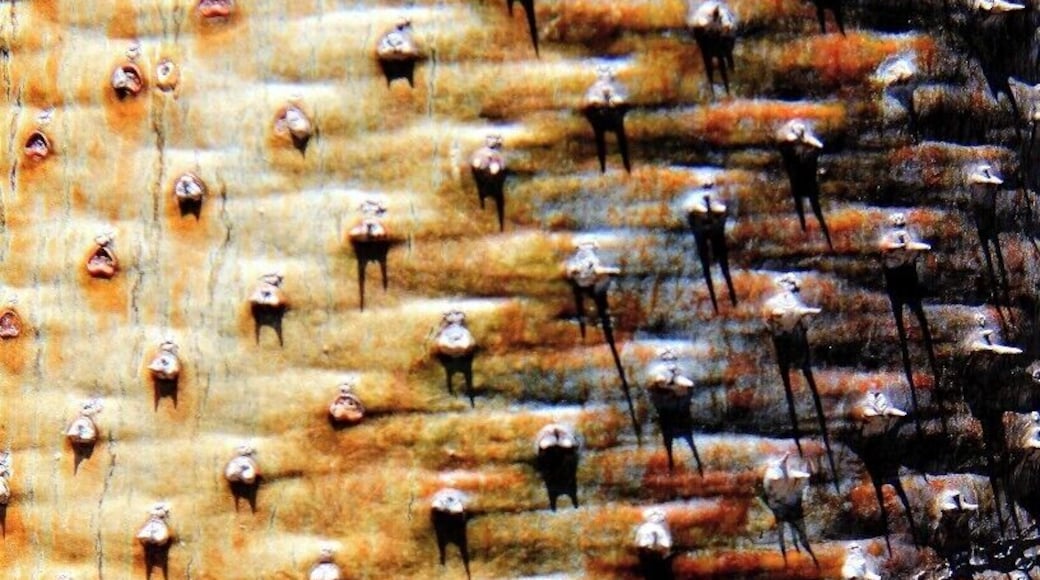 Bark of a Baobab Tree
#nationalpark