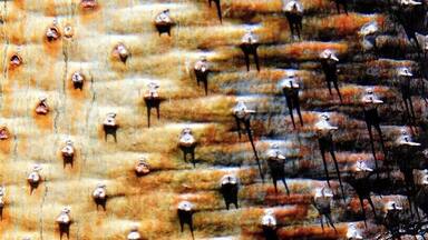 Bark of a Baobab Tree
#nationalpark