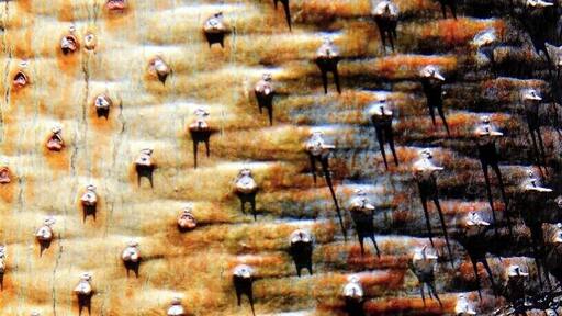 Bark of a Baobab Tree
#nationalpark