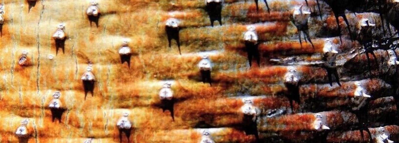 Bark of a Baobab Tree
#nationalpark