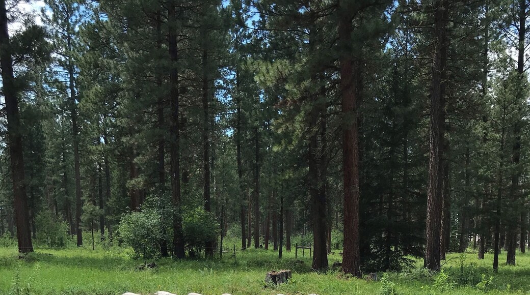 “Ponderosa Whirlpool” artist: Chris Drury.