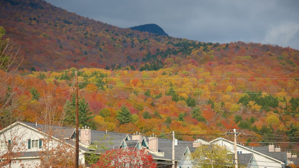 A residential area with houses and a mountain in the background.