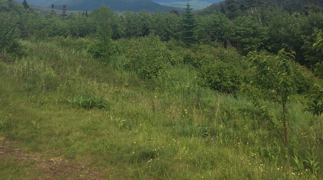 Kancamungus Highway๐บ๐ธ