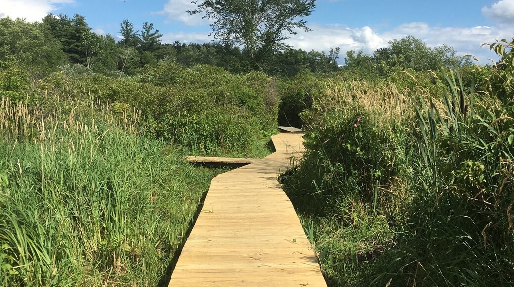 Peaceful boardwalk through the marsh.