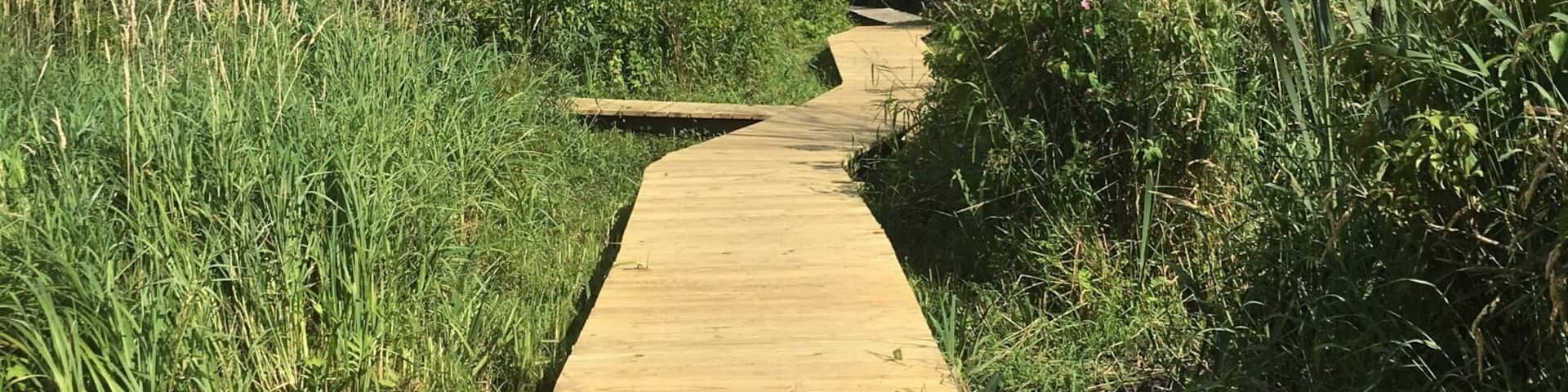 Peaceful boardwalk through the marsh.
