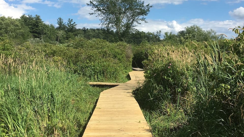 A wooden boardwalk through a grassy area with tall reeds and a tree in the distance.