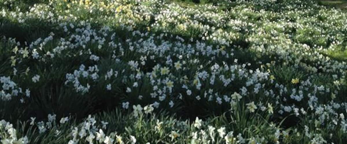Daffodil farm in Litchfield, CT