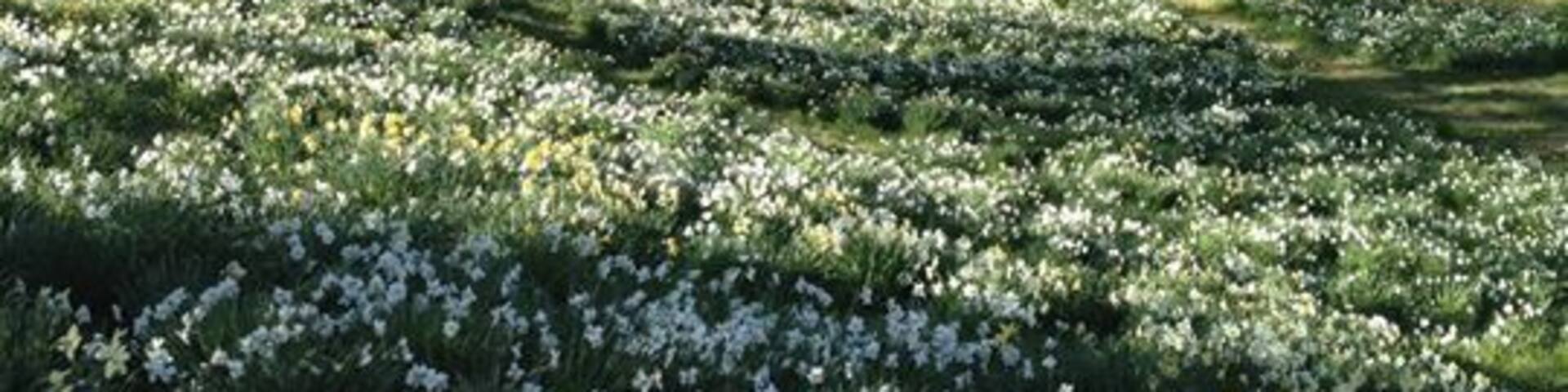 Daffodil farm in Litchfield, CT