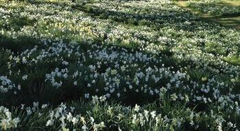 Daffodil farm in Litchfield, CT