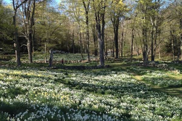 A forest with tall trees and a field of white flowers.