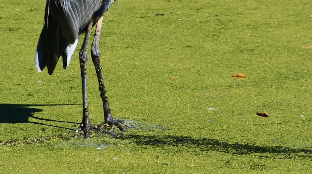 C & O Trail along the Potomac provide glimpses of some beautiful blue heron and many other forms of wildlife.