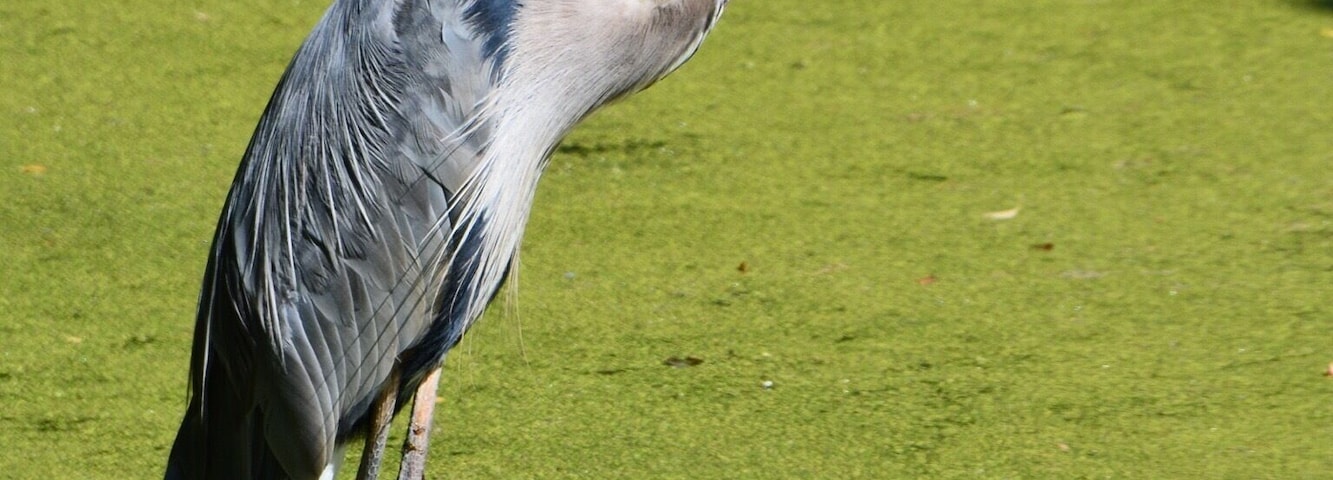 Una garza de pie en una zona cubierta de hierba, con sombras de árboles.
