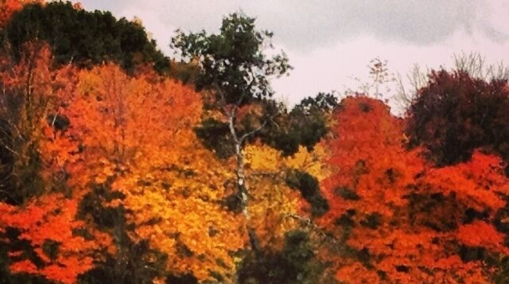PYO pumpkins at Packard Farm. đ
