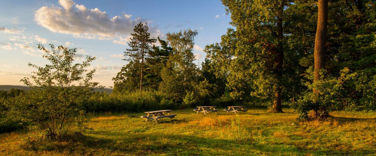 A grassy field with picnic tables and trees.