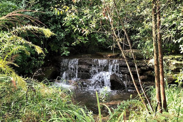 A small waterfall surrounded by lush greenery and ferns.