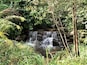 A small waterfall surrounded by lush greenery and ferns.