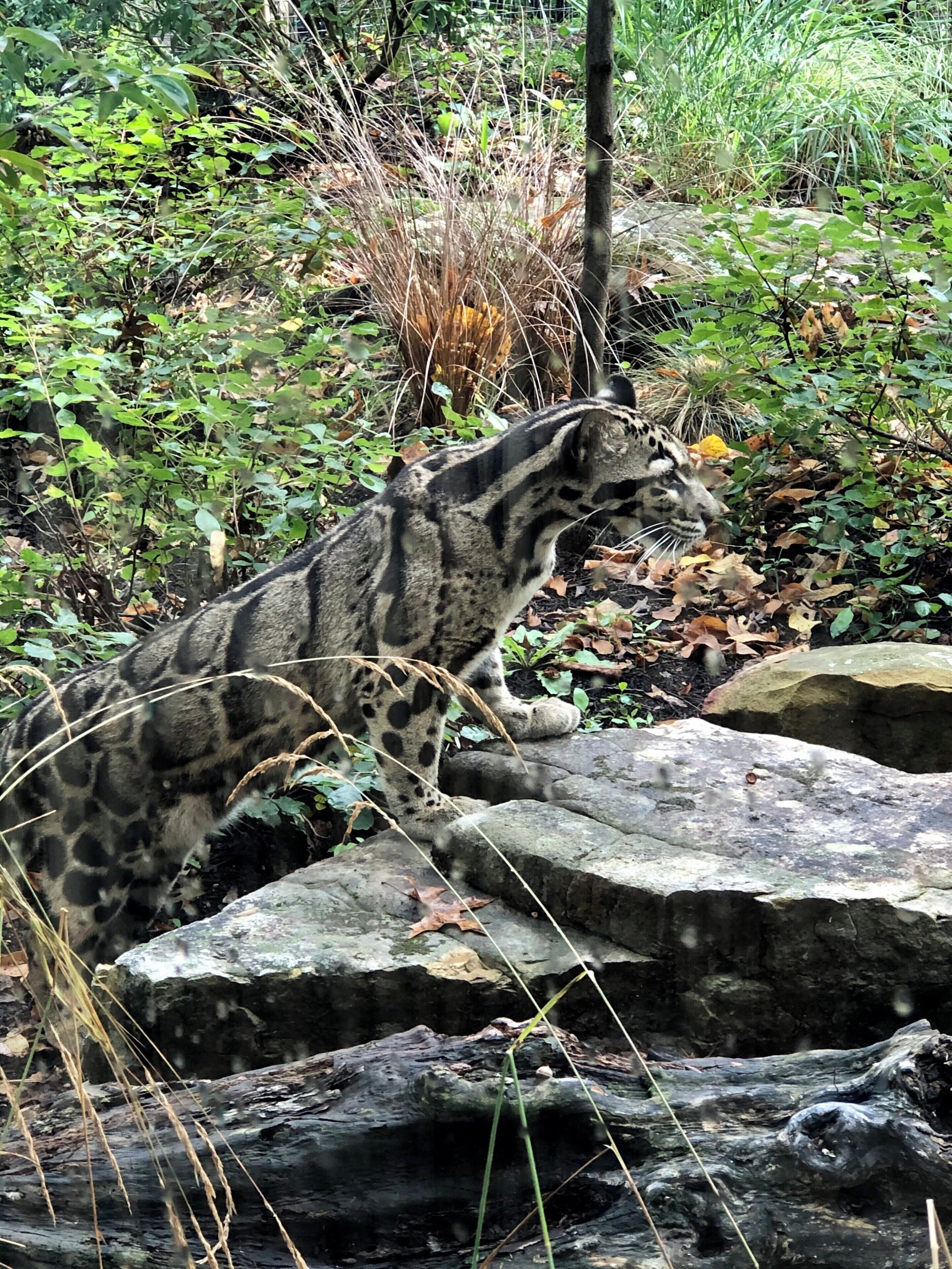 On the prowl
