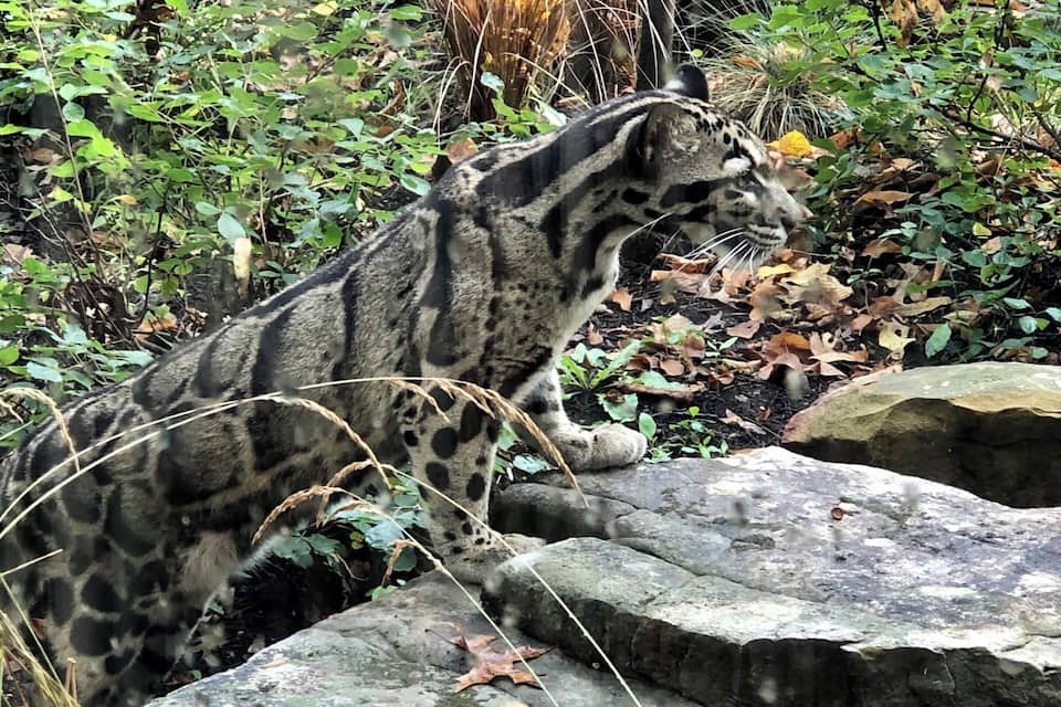 A clouded leopard in a naturalistic enclosure with rocky terrain and dense foliage.