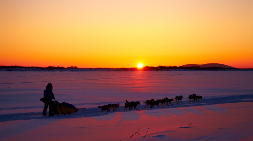 ガリーナ フィーチャー 犬ぞり, 夕焼け と 雪