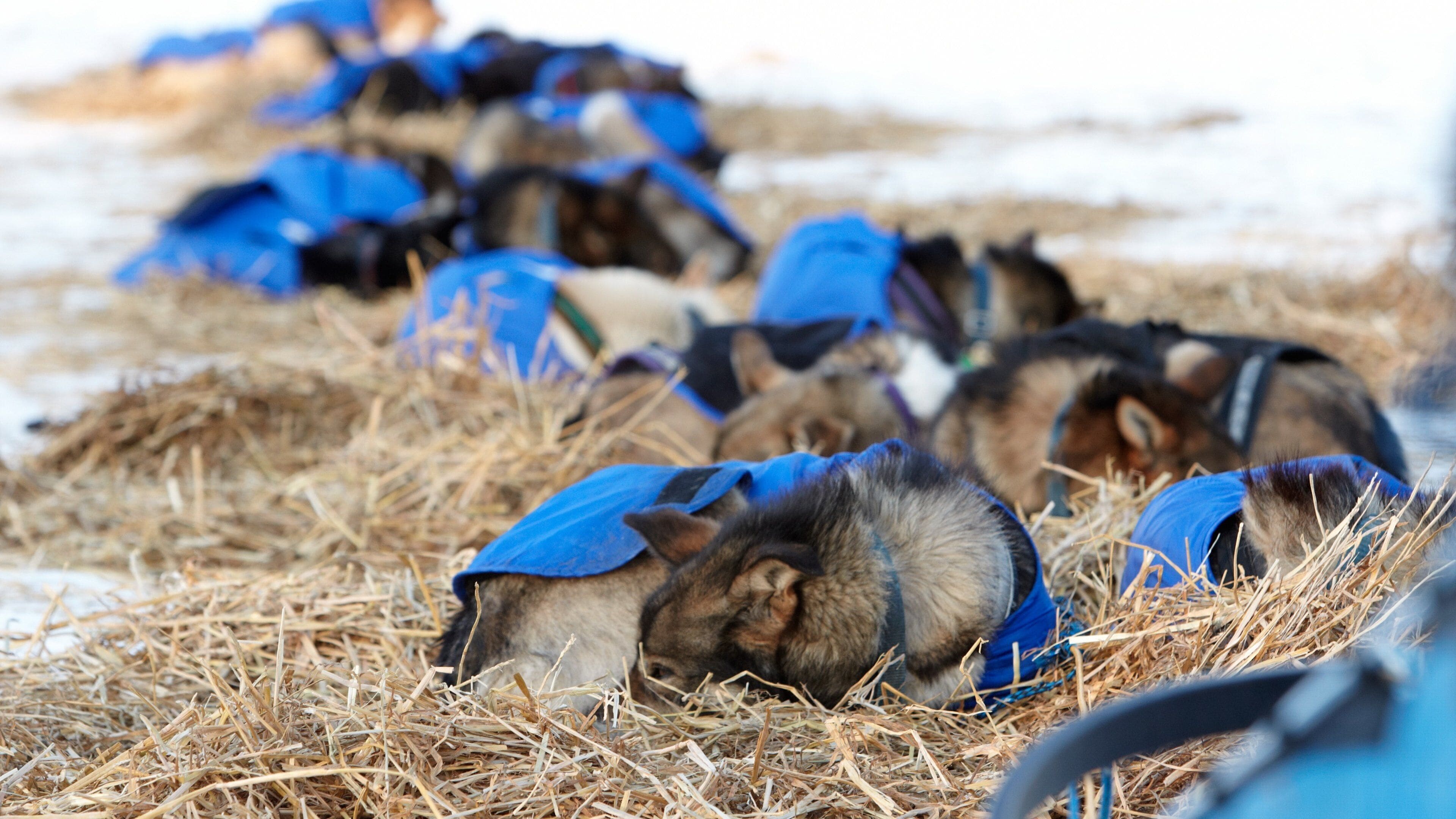 Galena showing dog sledding and cuddly or friendly animals