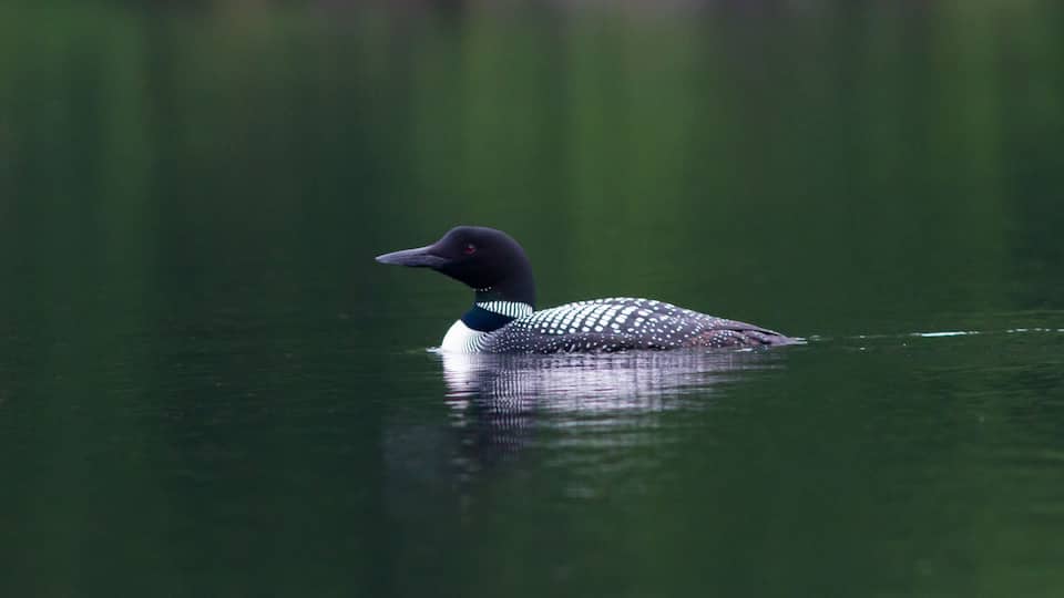 A loon swimming in calm water.