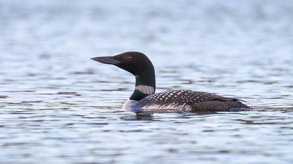 A loon swimming in calm water.